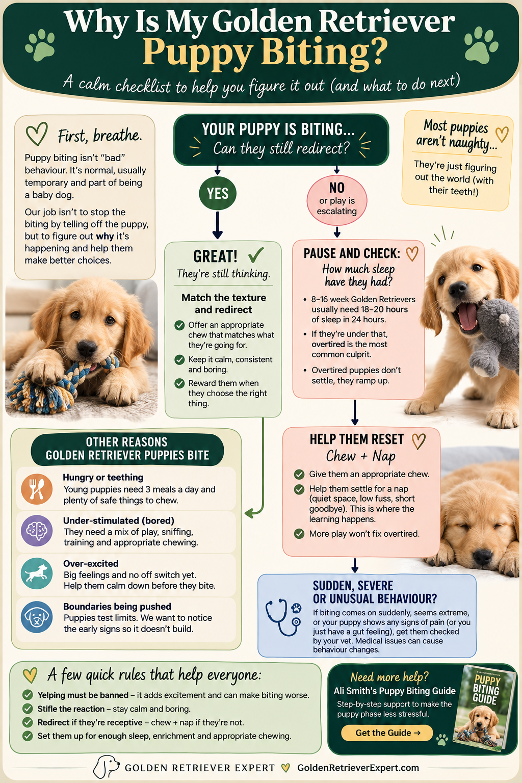 Golden Retriever Puppy Biting: Why It Happens and What to Do