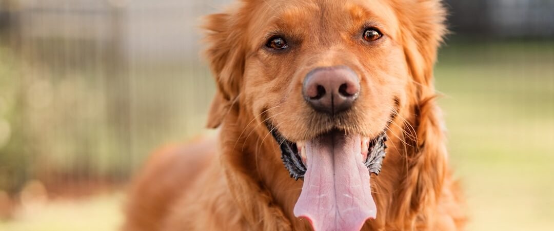 Golden Retriever Breed Guide: Temperament, Types, Size & What to Expect