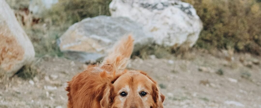 When Do Golden Retrievers Stop Growing?