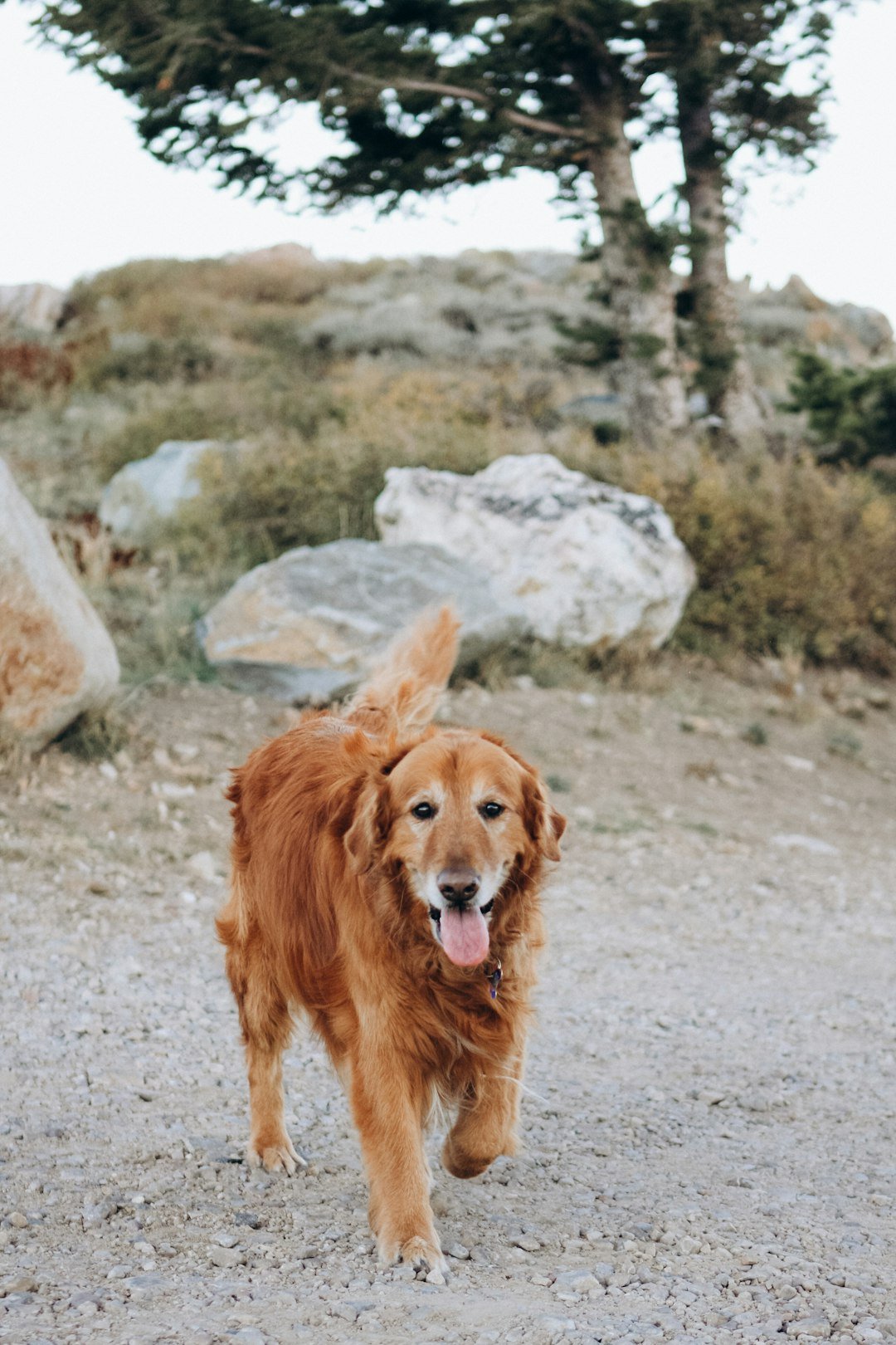 Adult Golden Retriever standing outdoors showing mature body shape