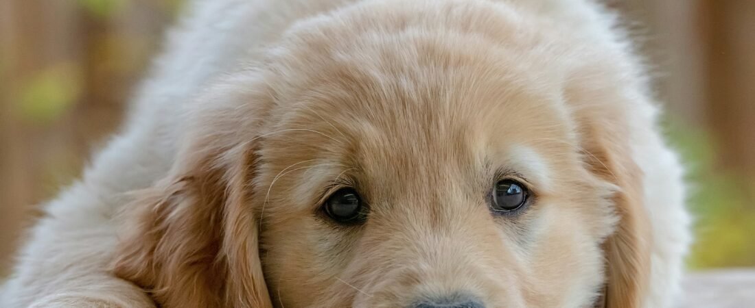 How to Potty Train a Golden Retriever Puppy