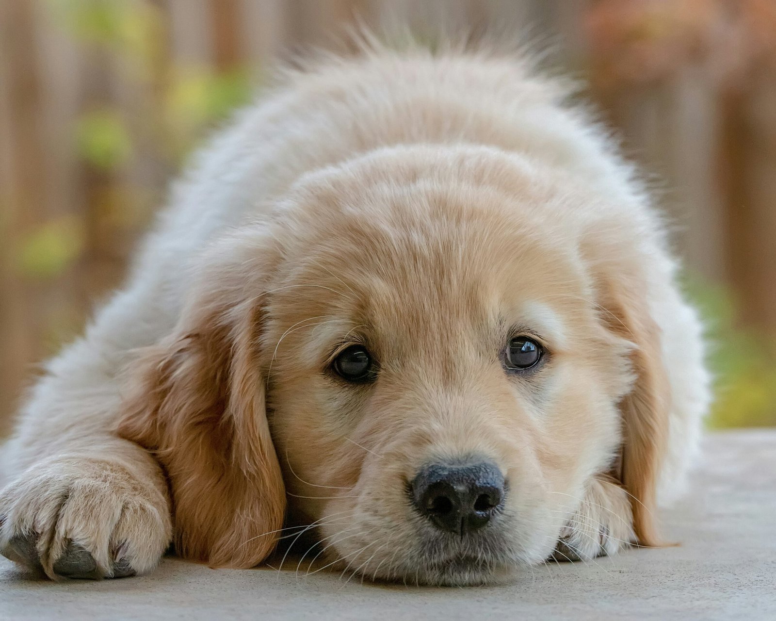 How to Potty Train a Golden Retriever Puppy