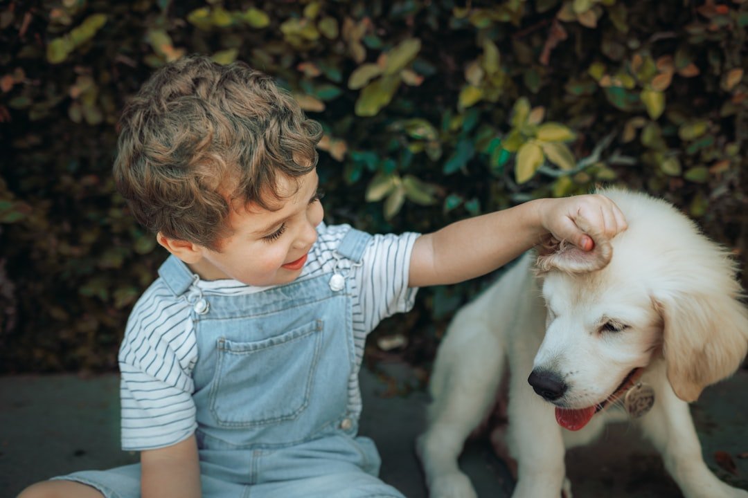 Golden Retriever puppy having a calm positive interaction with a person during early social development