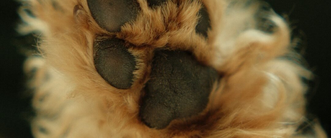How to Cut a Golden Retriever’s Claws Without Turning It Into a Battle