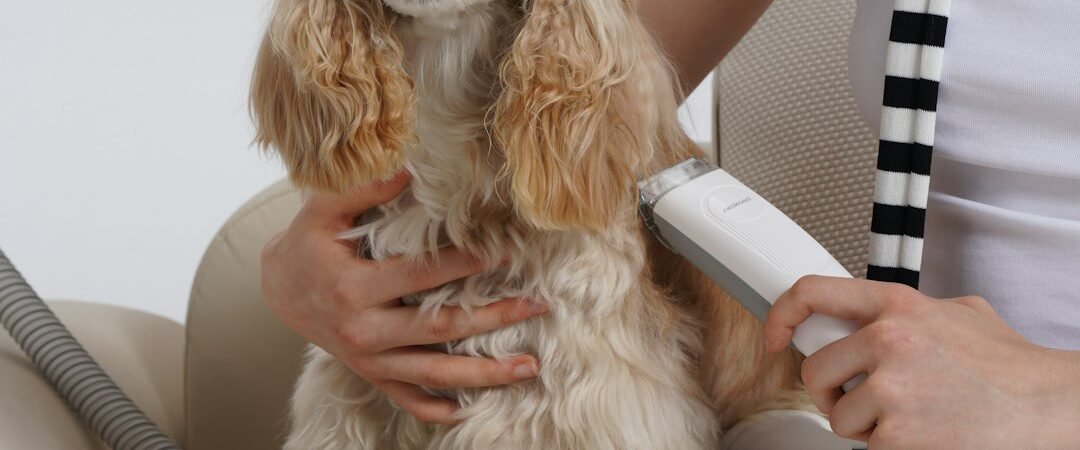 Should You Shave a Golden Retriever? What Their Double Coat Actually Does