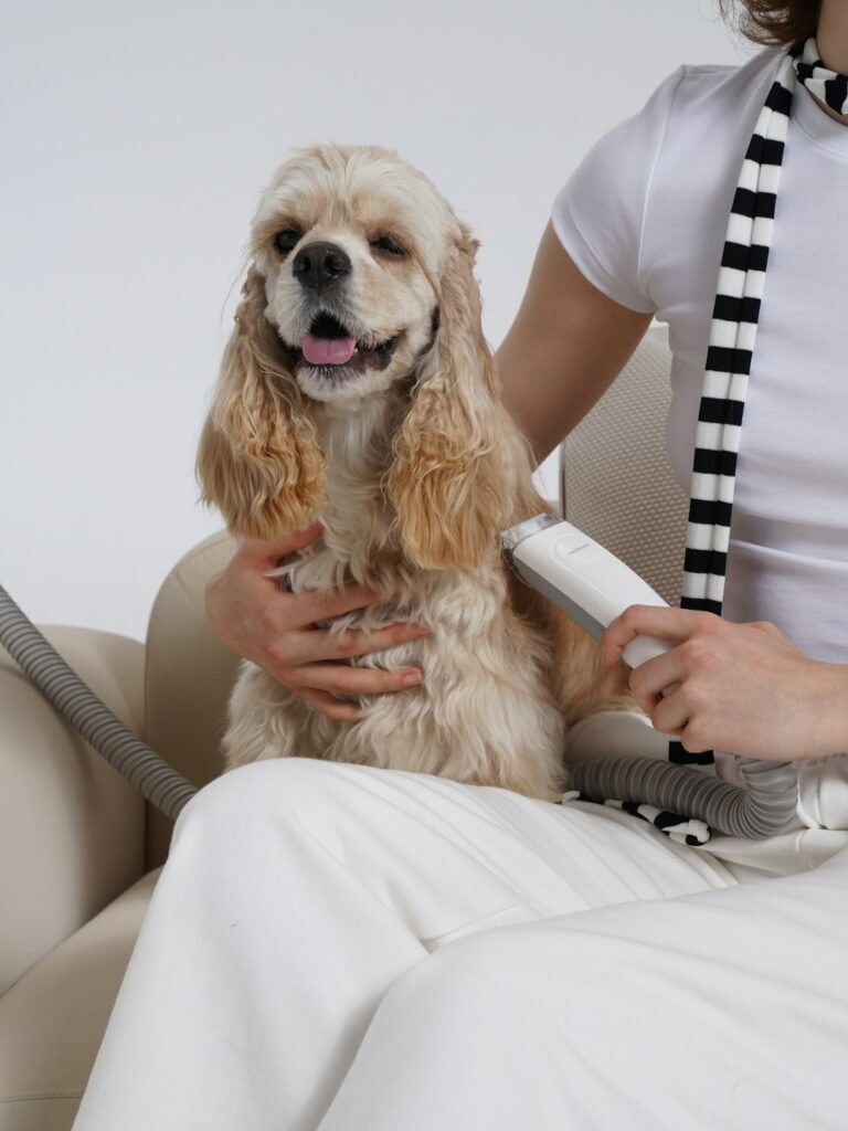 Dog coat being dried and brushed after bathing