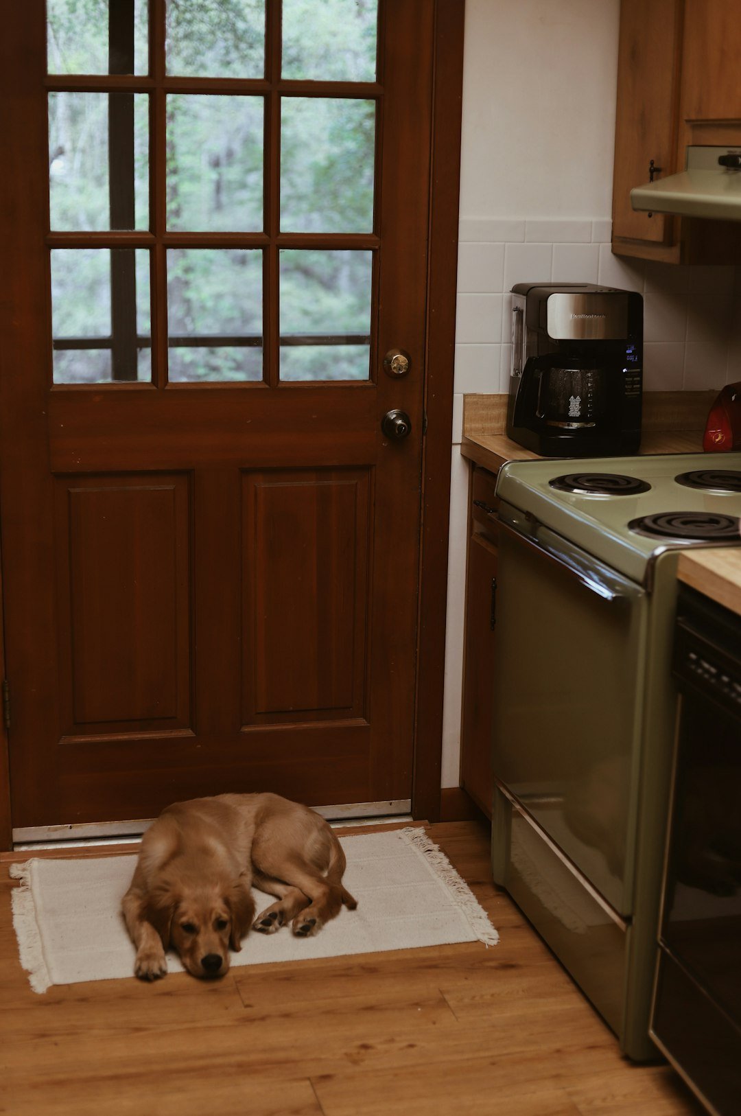 How to Teach a Golden Retriever Puppy to Be Home Alone