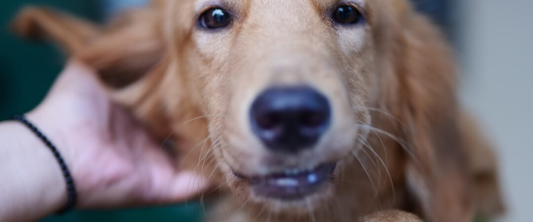 Golden Retriever First Aid Kit: What I Keep at Home