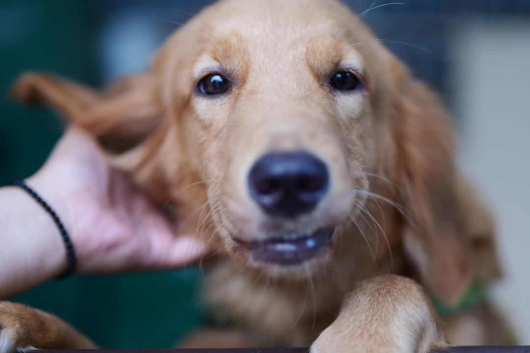 Golden Retriever being examined during a health check for abnormal coat changes