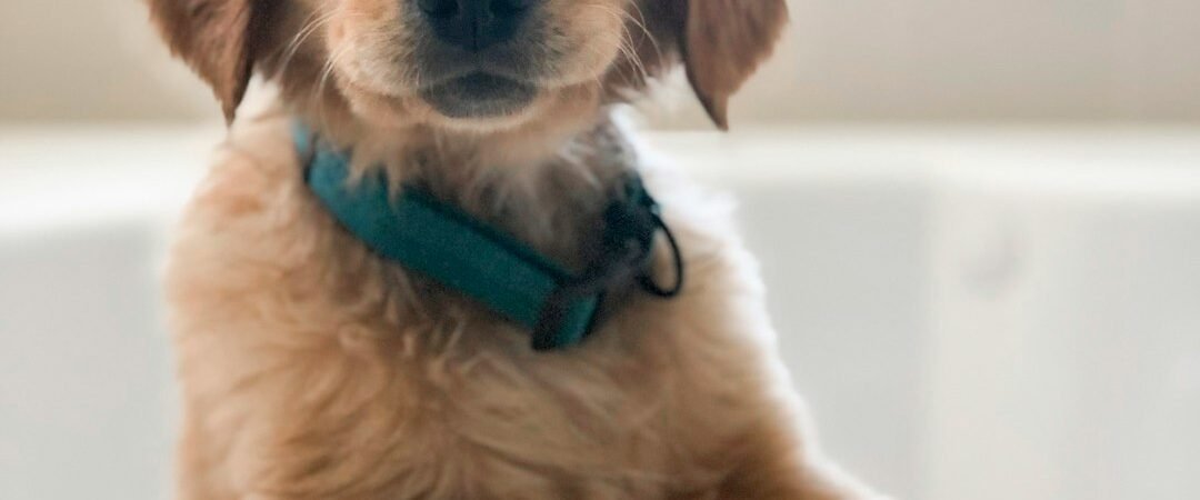 Why Does My Golden Retriever Smell? Skin, Ears, Coat & Other Causes