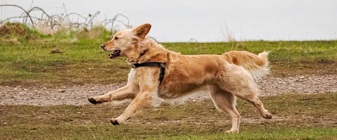 Hip & Elbow Dysplasia in Golden Retrievers: Signs, Prevention & What Owners Should Know