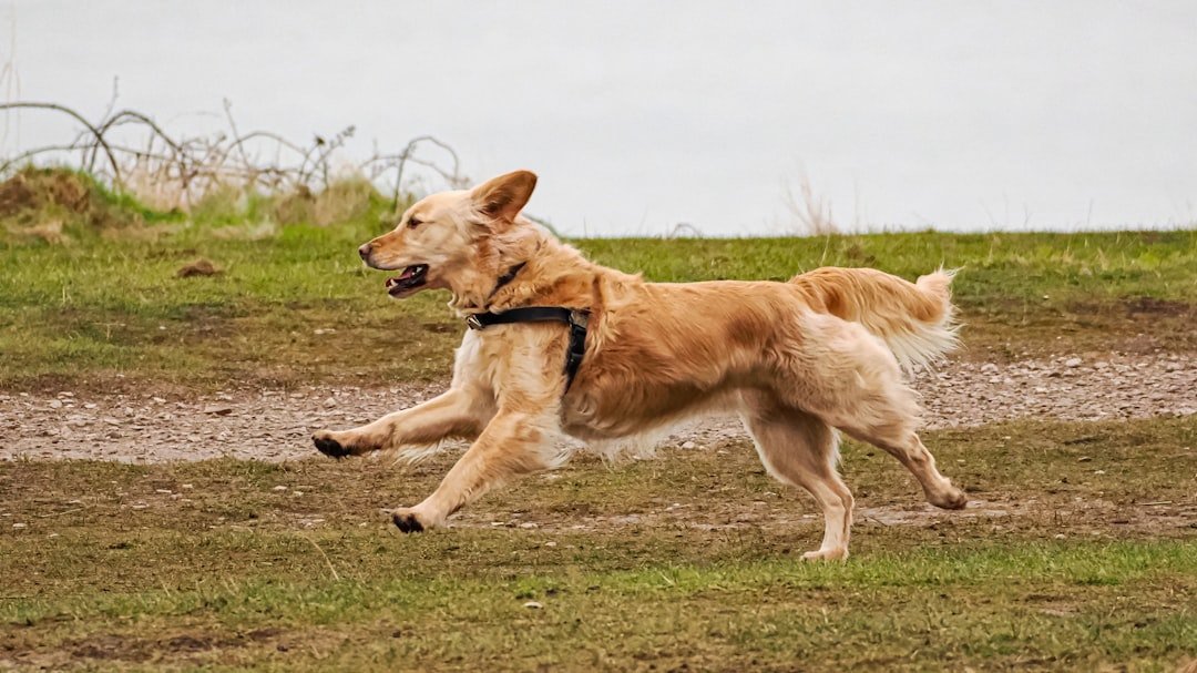 Golden Retriever moving across grass during exercise