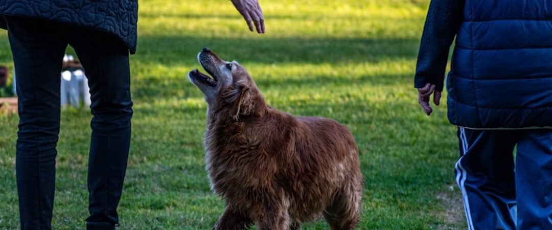 How to Train a Golden Retriever Puppy to Come When Called