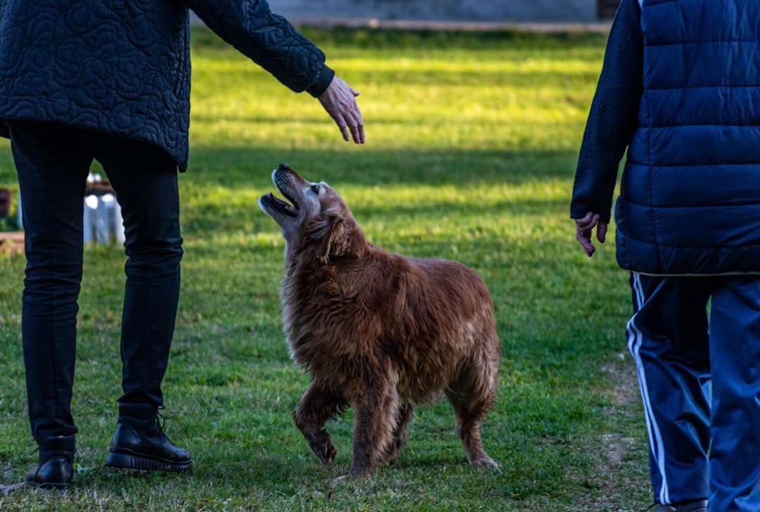How to Train a Golden Retriever Puppy to Come When Called
