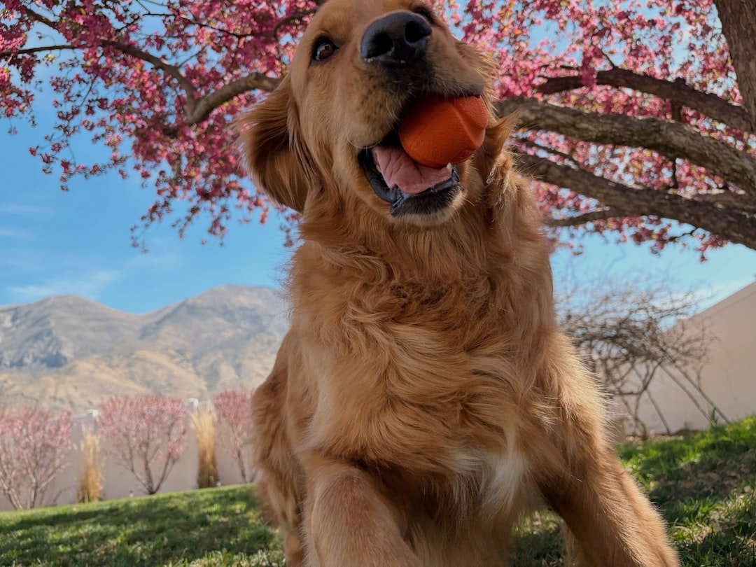 Young Golden Retriever playing with a ball outdoors during adolescence