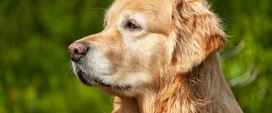Male vs Female Golden Retrievers: Which Should You Choose?