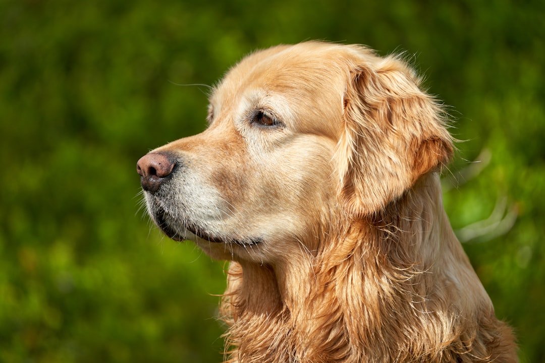 Golden Retriever portrait illustrating male and female Golden Retriever differences