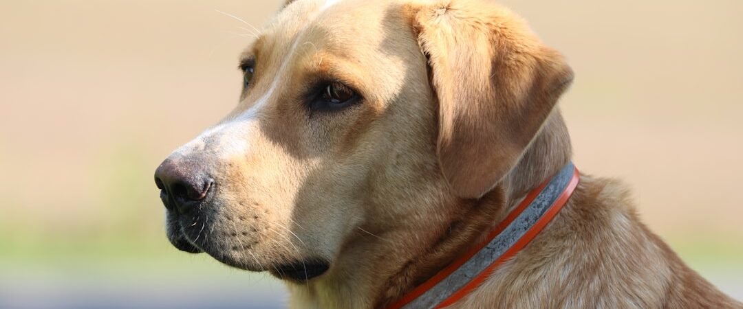 Golden Retriever Cancer: Risks, Signs & What Owners Should Know