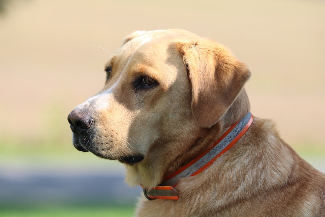 Golden Retriever portrait outdoors for cancer health guide