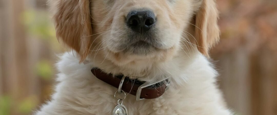 Newborn Golden Retriever Puppies: Development From Birth to 8 Weeks