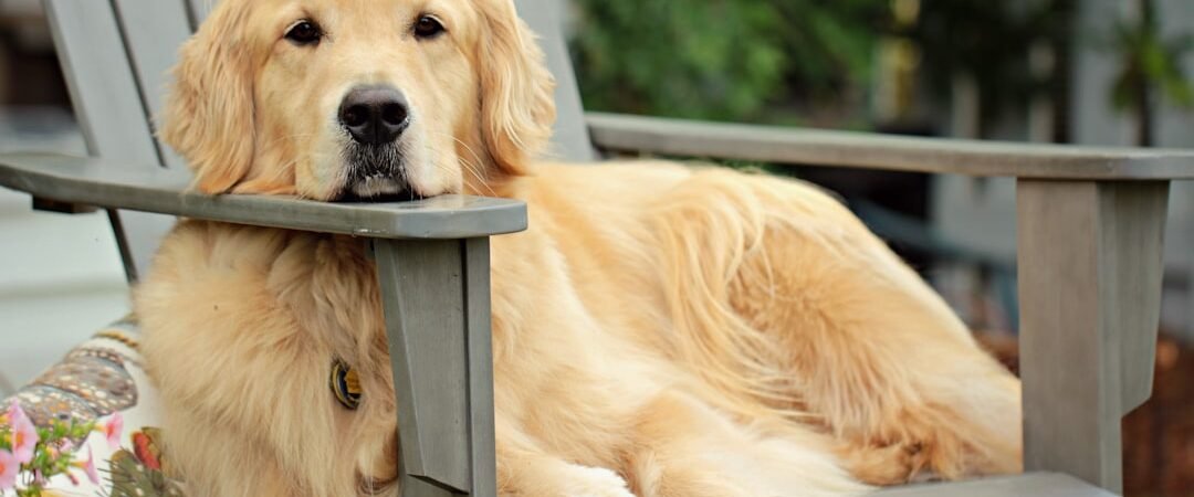 Do Golden Retrievers Need Pet Insurance? What I’d Look For