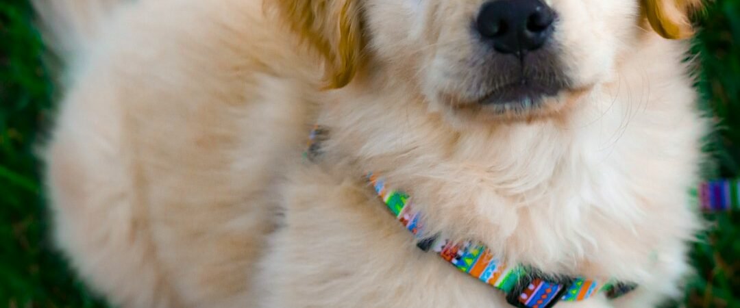 Golden Retriever Growth Chart: Puppy to Full-Grown Adult