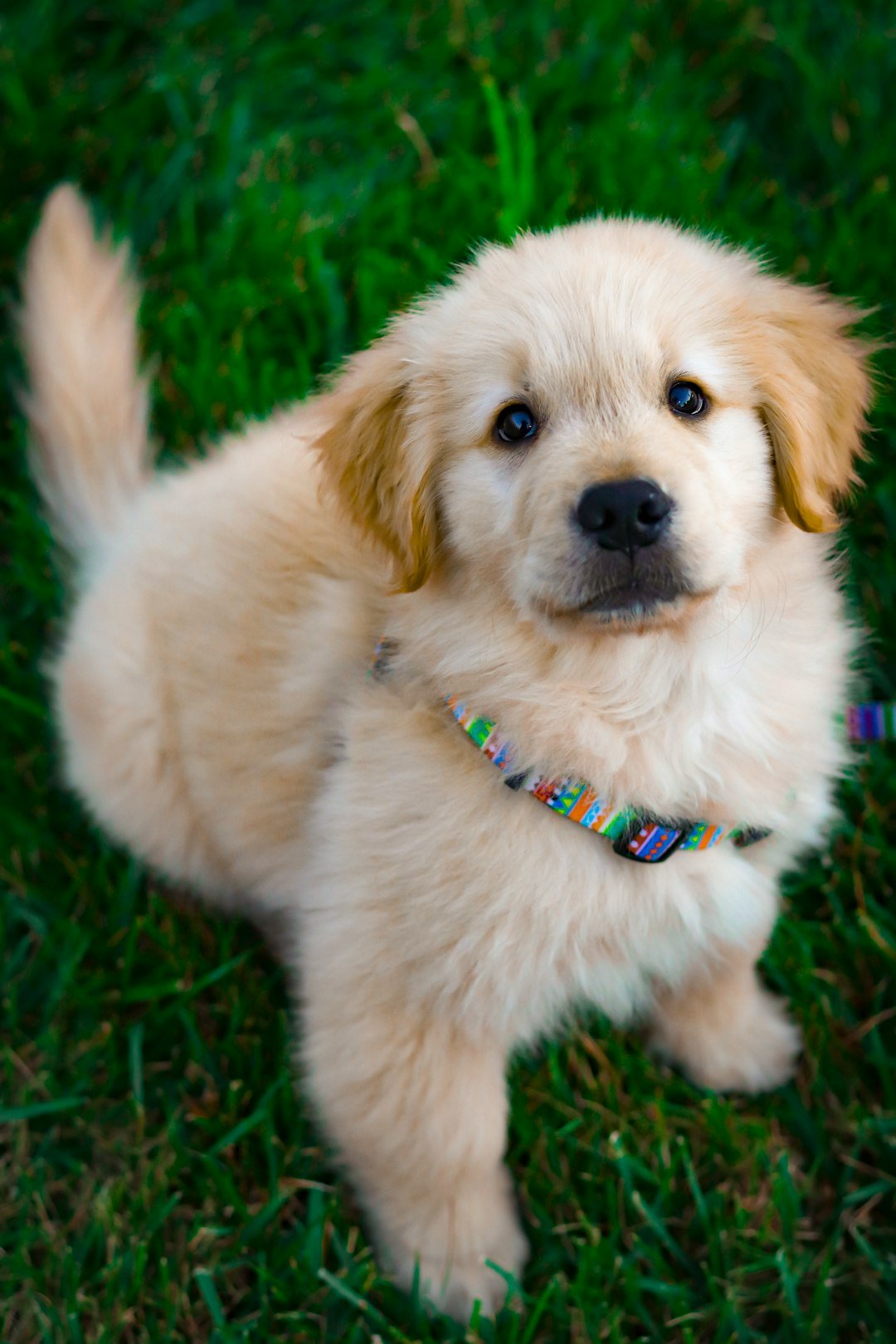 Young Golden Retriever puppy during early physical and sensory development