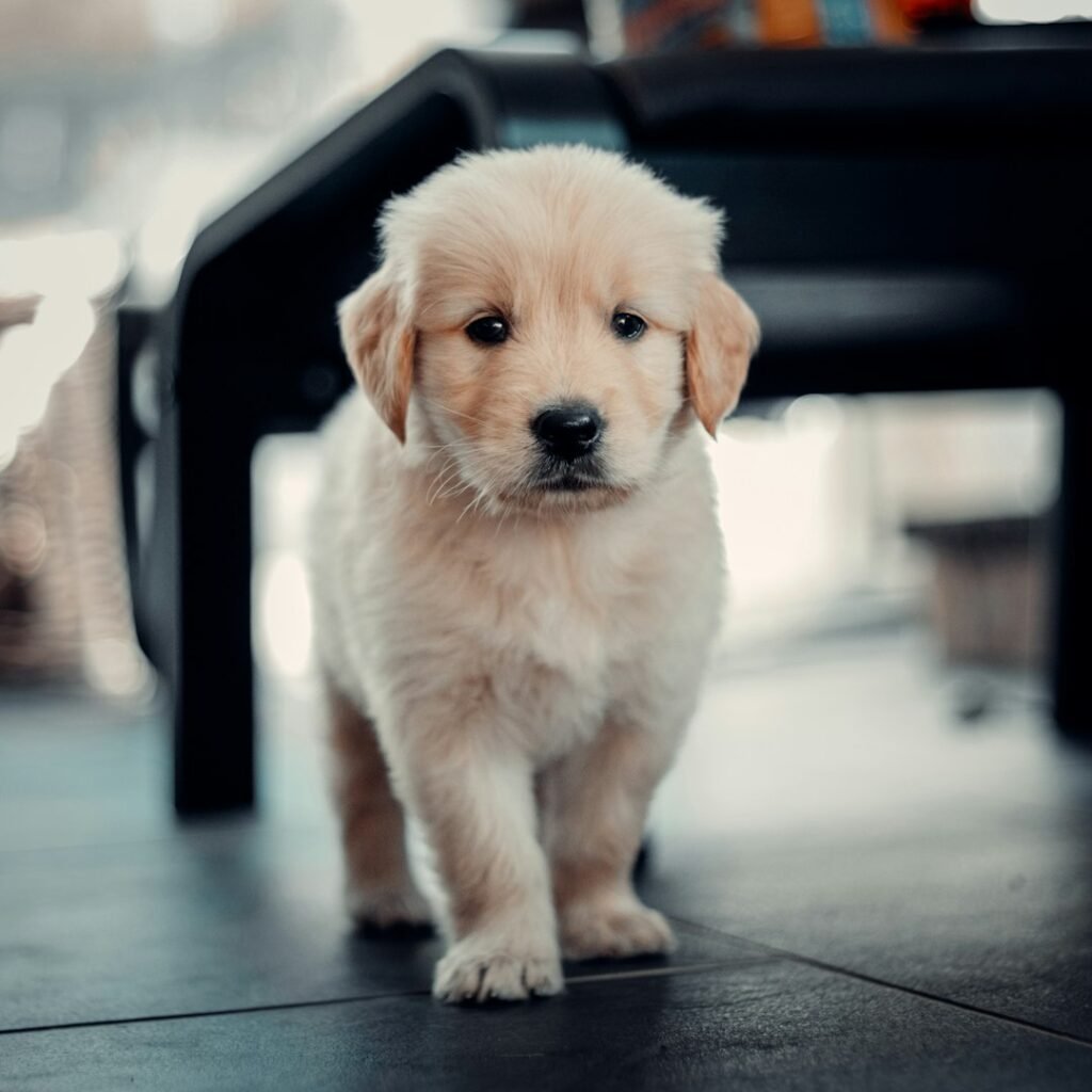 Golden Retriever puppy sitting indoors