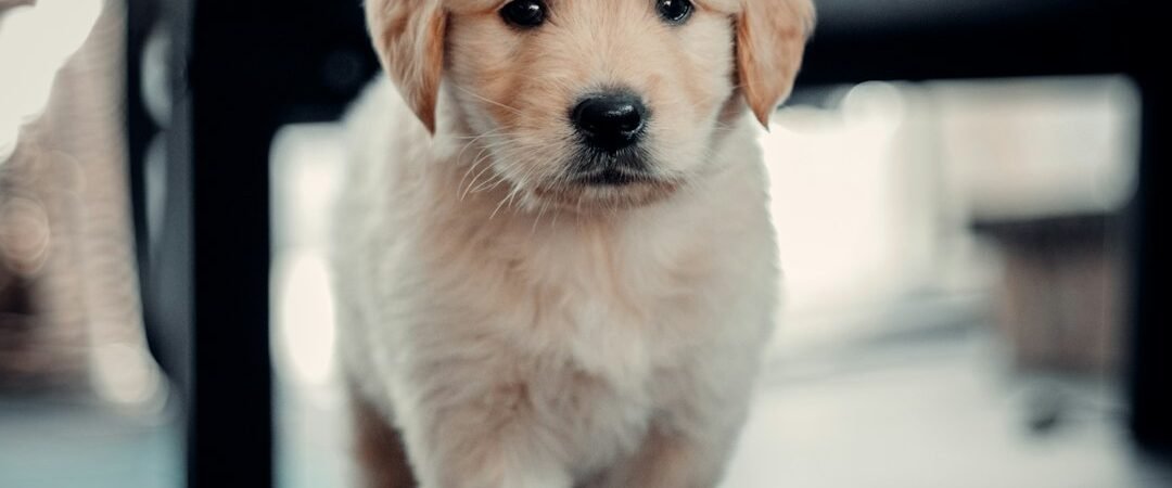8-Week-Old Golden Retriever Puppy: What to Expect in the First Few Days
