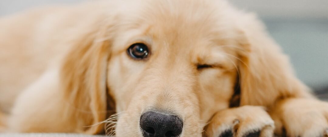 How Much Sleep Does a Golden Retriever Puppy Need? (And Why Your Puppy Won’t Settle)