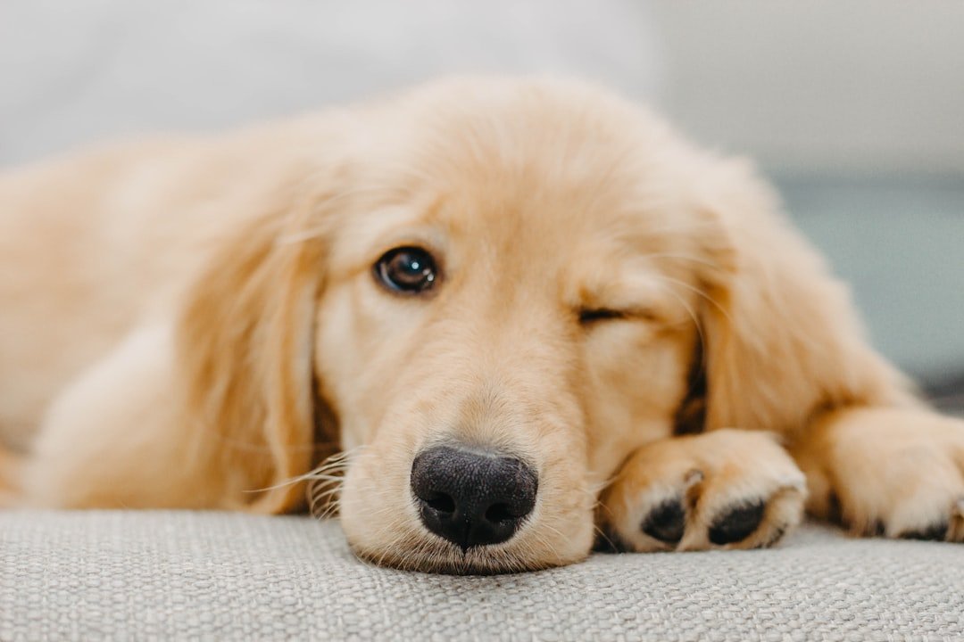 How Much Sleep Does a Golden Retriever Puppy Need? (And Why Your Puppy Won’t Settle)