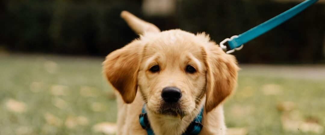 How to Socialise a Golden Retriever Puppy (Without Teaching Them to Greet Everyone)