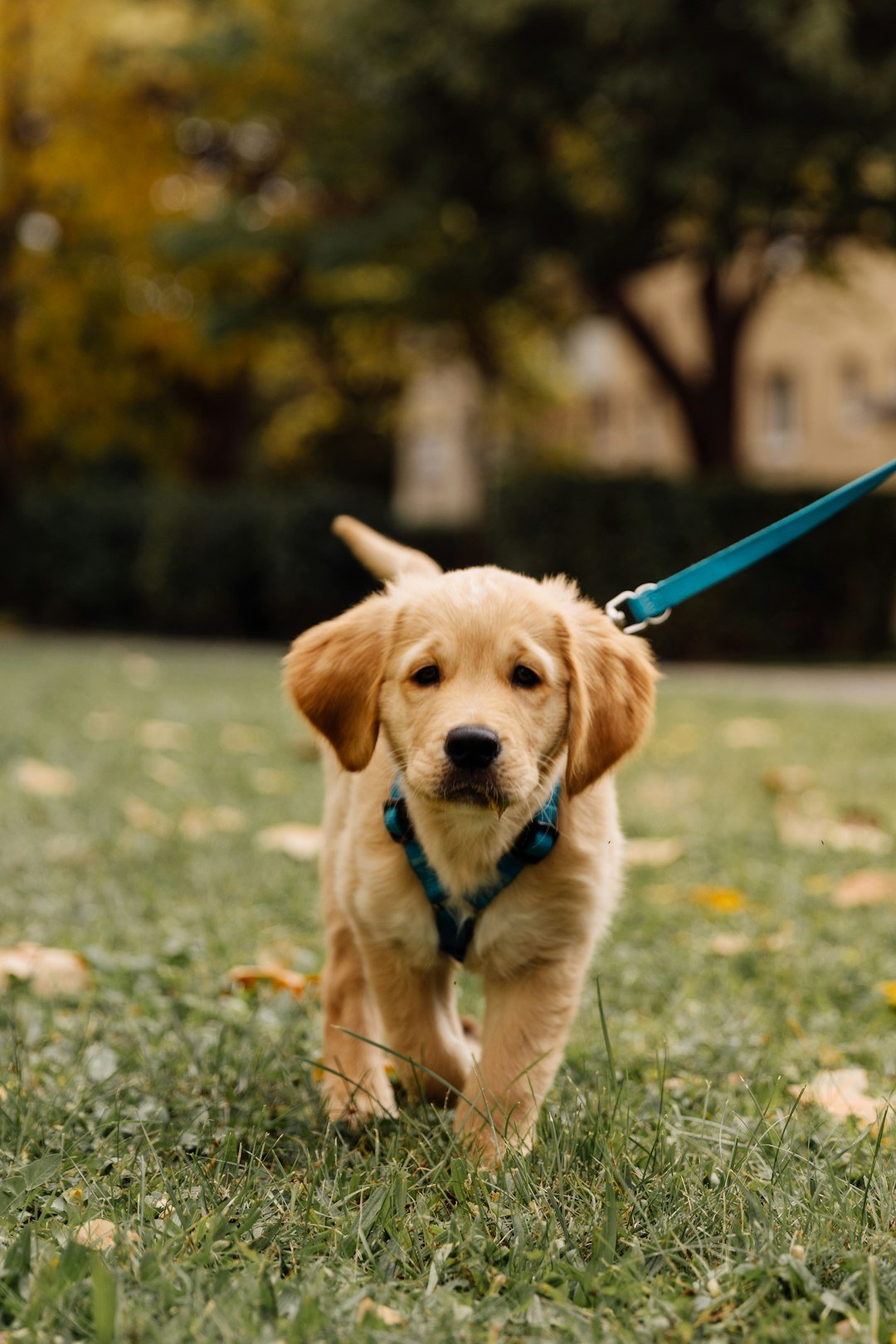 How to Socialise a Golden Retriever Puppy (Without Teaching Them to Greet Everyone)