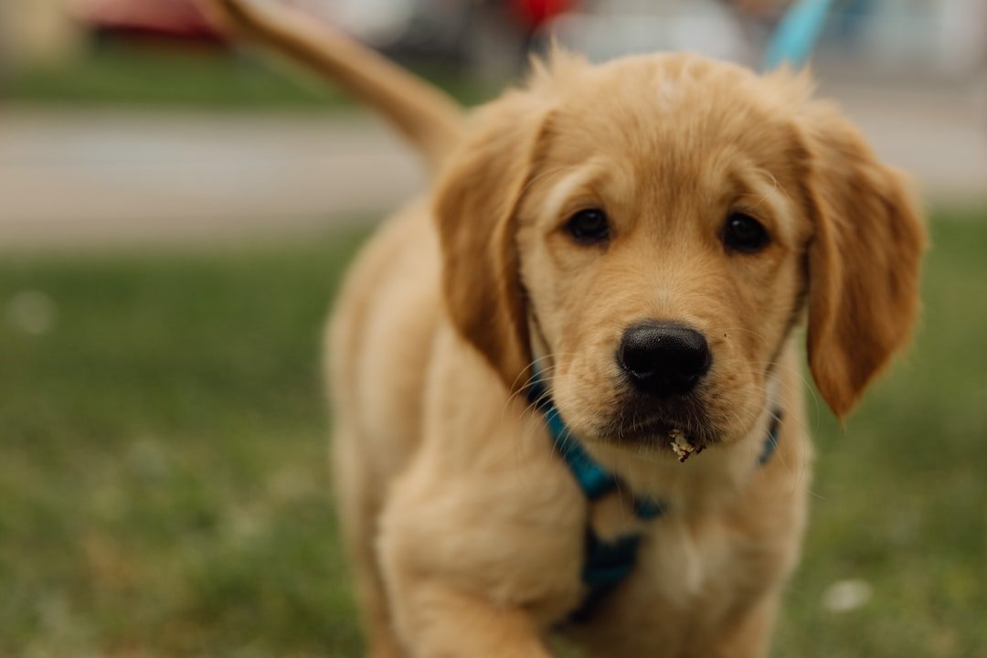 Golden Retriever puppy walking on grass during early growth