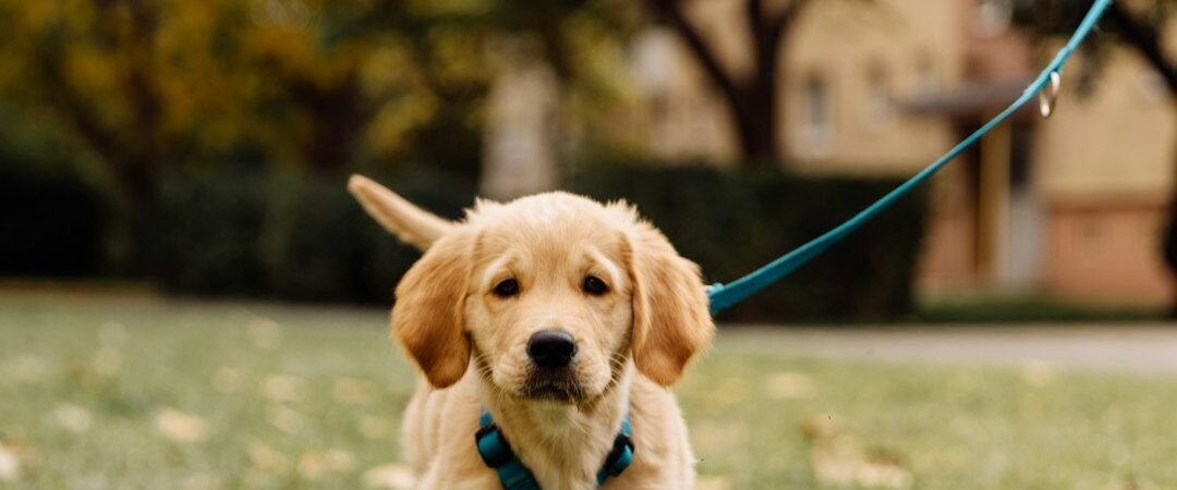 How to Leash Train a Golden Retriever Puppy (Without Punishment)