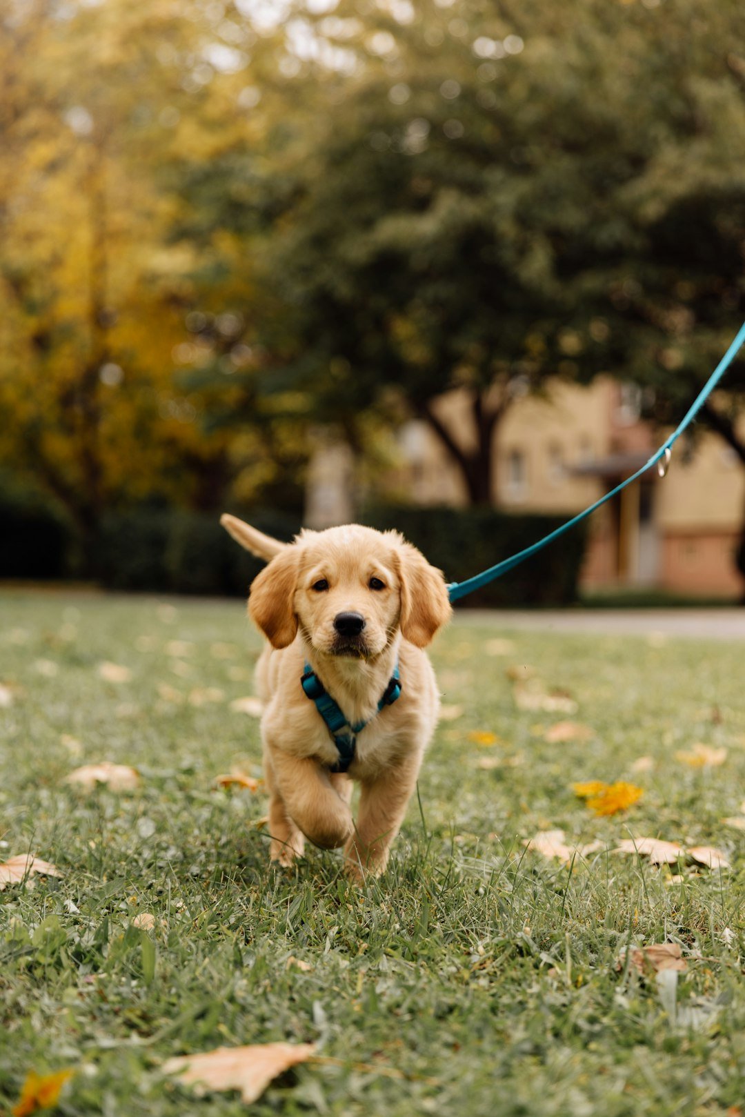 How to Leash Train a Golden Retriever Puppy (Without Punishment)