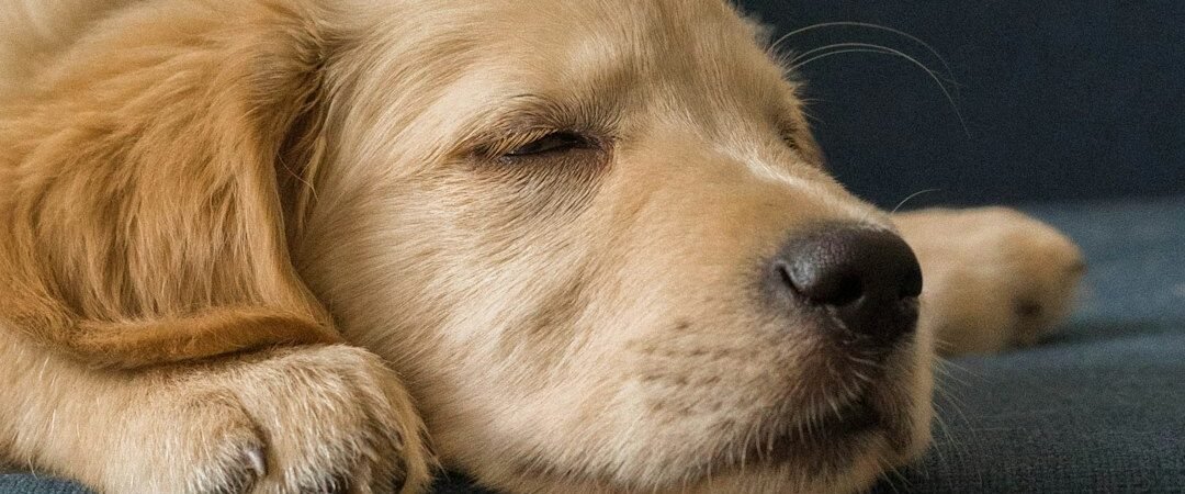When Do Golden Retrievers Mentally Mature? Puppyhood, Adolescence & Adulthood