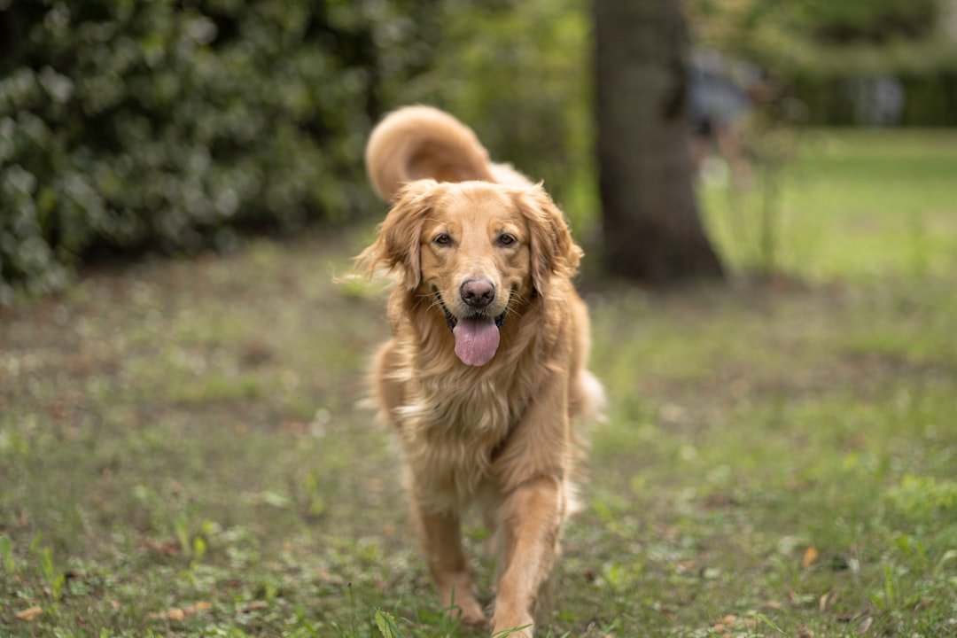 Young Golden Retriever running across grass during exercise