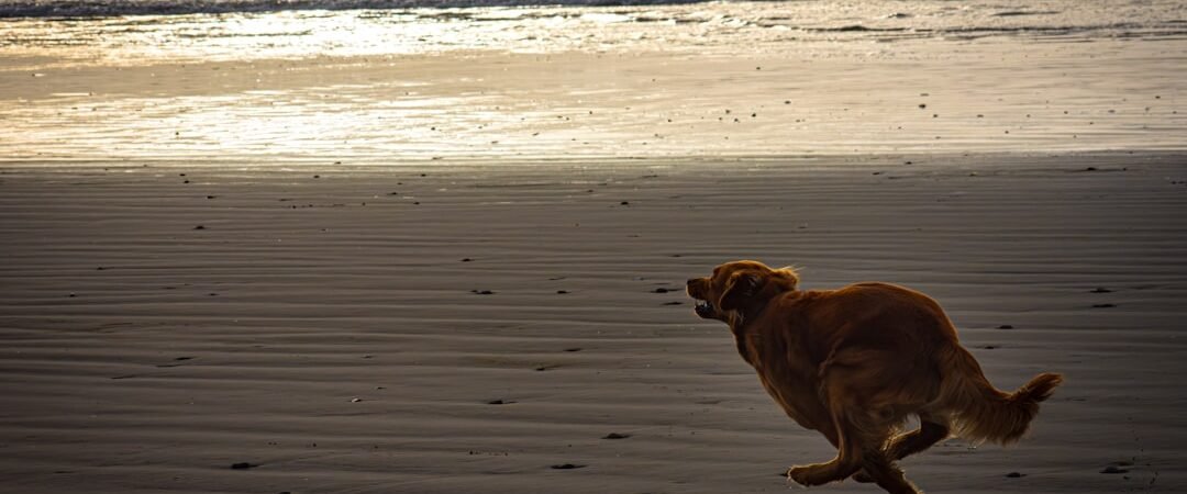 How Much Exercise Does a Golden Retriever Need?