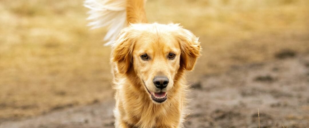 Field Golden Retriever vs Show Golden Retriever: What’s the Difference?