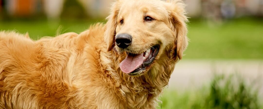 English vs American Golden Retrievers: What’s Actually Different?