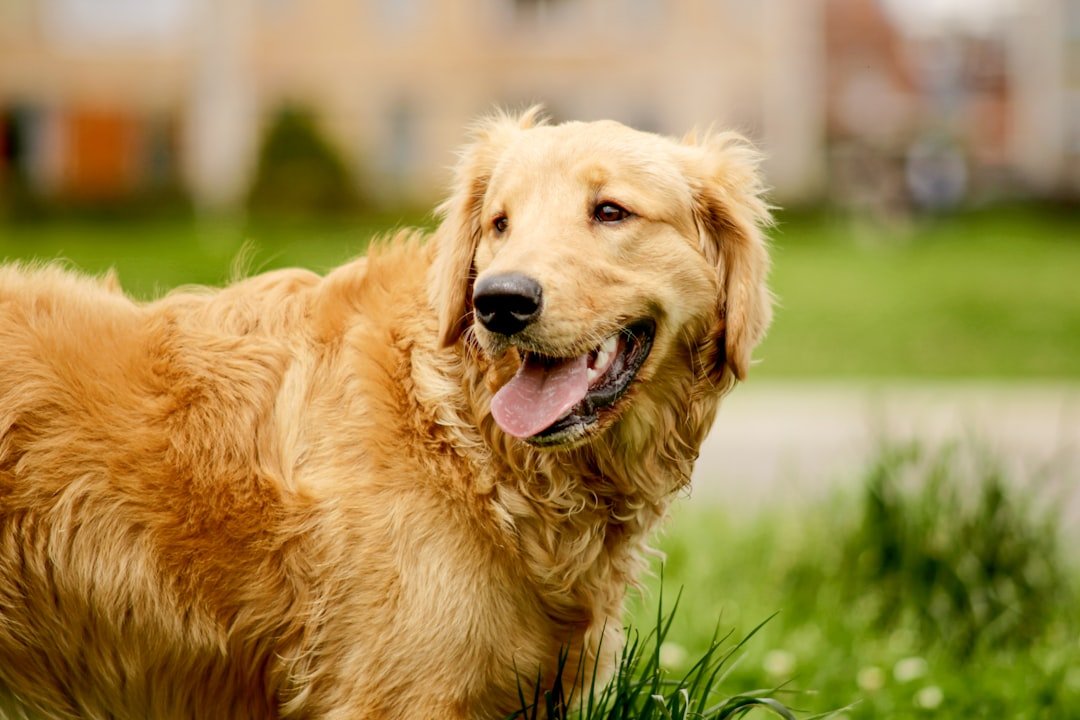 Golden Retriever standing outdoors for English versus American Golden Retriever comparison