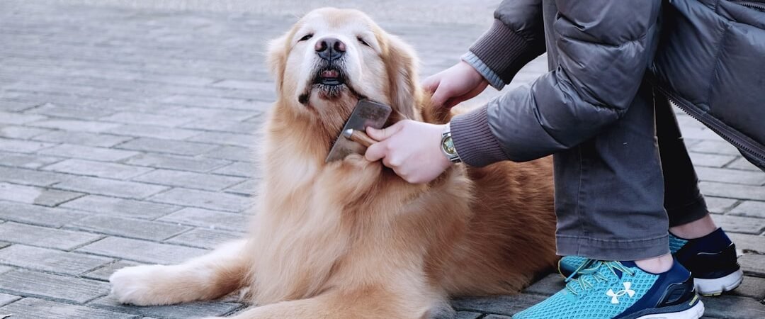 Golden Retriever Coat Types: Why Some Are Fluffier Than Others