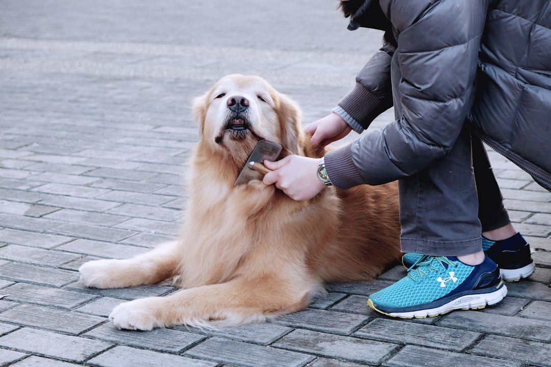Golden Retriever with a full natural double coat