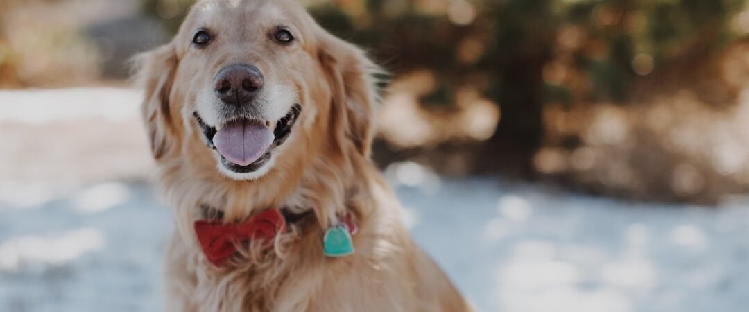 Golden Retriever Health: Common Problems, Lifespan & Keeping Them Healthy