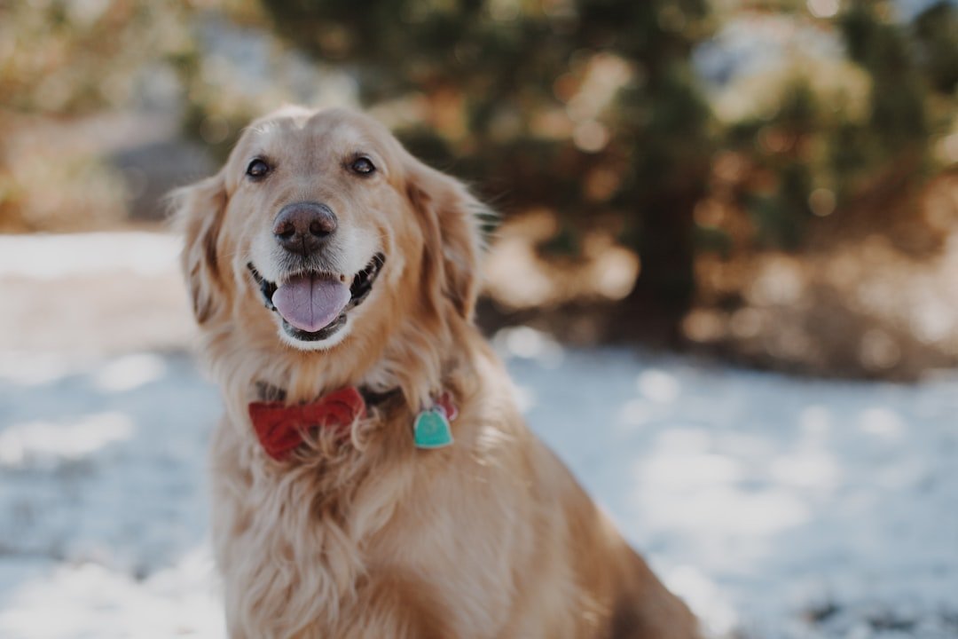 Healthy adult Golden Retriever outdoors