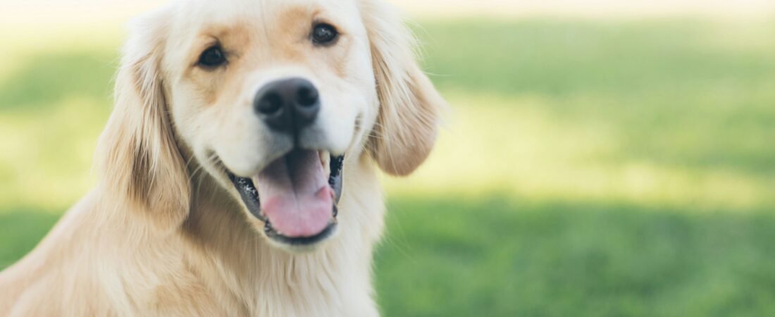 Golden Retriever Puppy Training: A Complete Guide