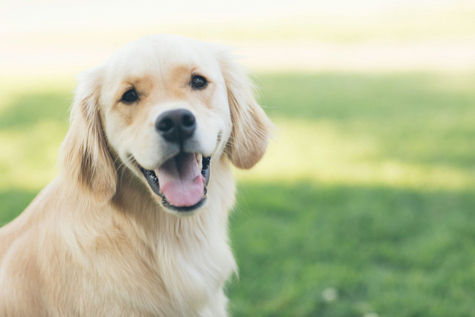 Golden Retriever Puppy Training: A Complete Guide