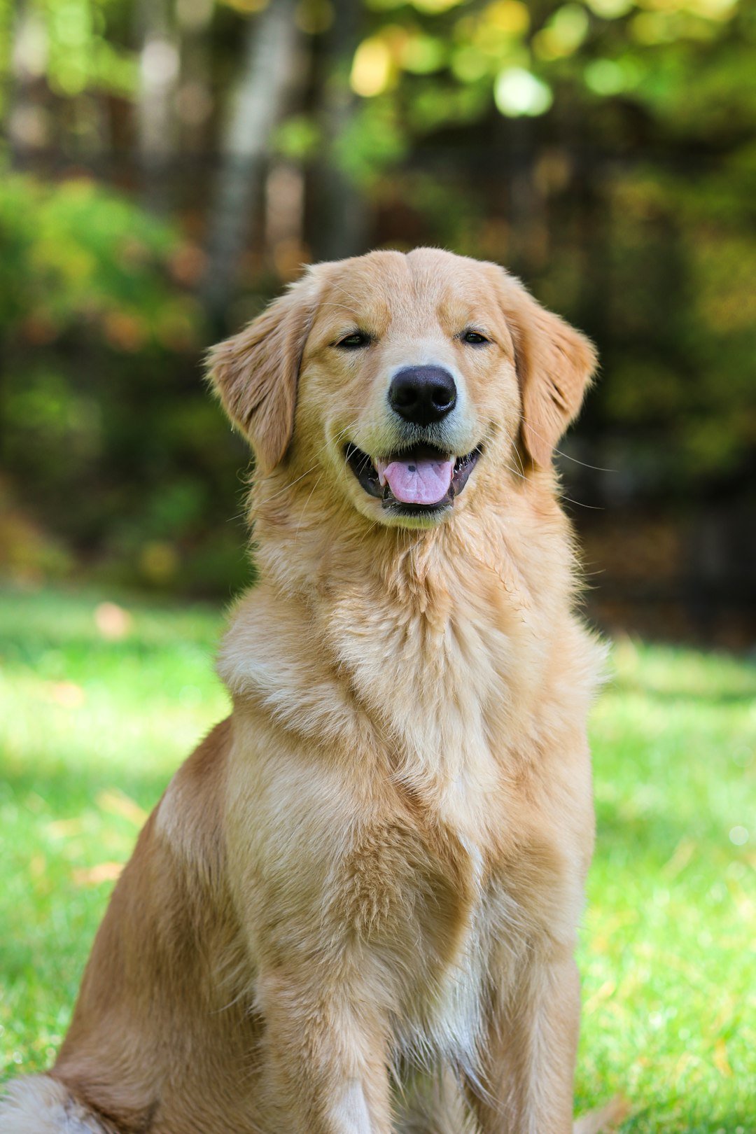 Light-coloured Golden Retriever sitting in grass