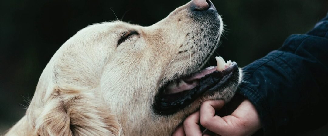 Common Health Problems in Golden Retrievers: What Owners Should Know